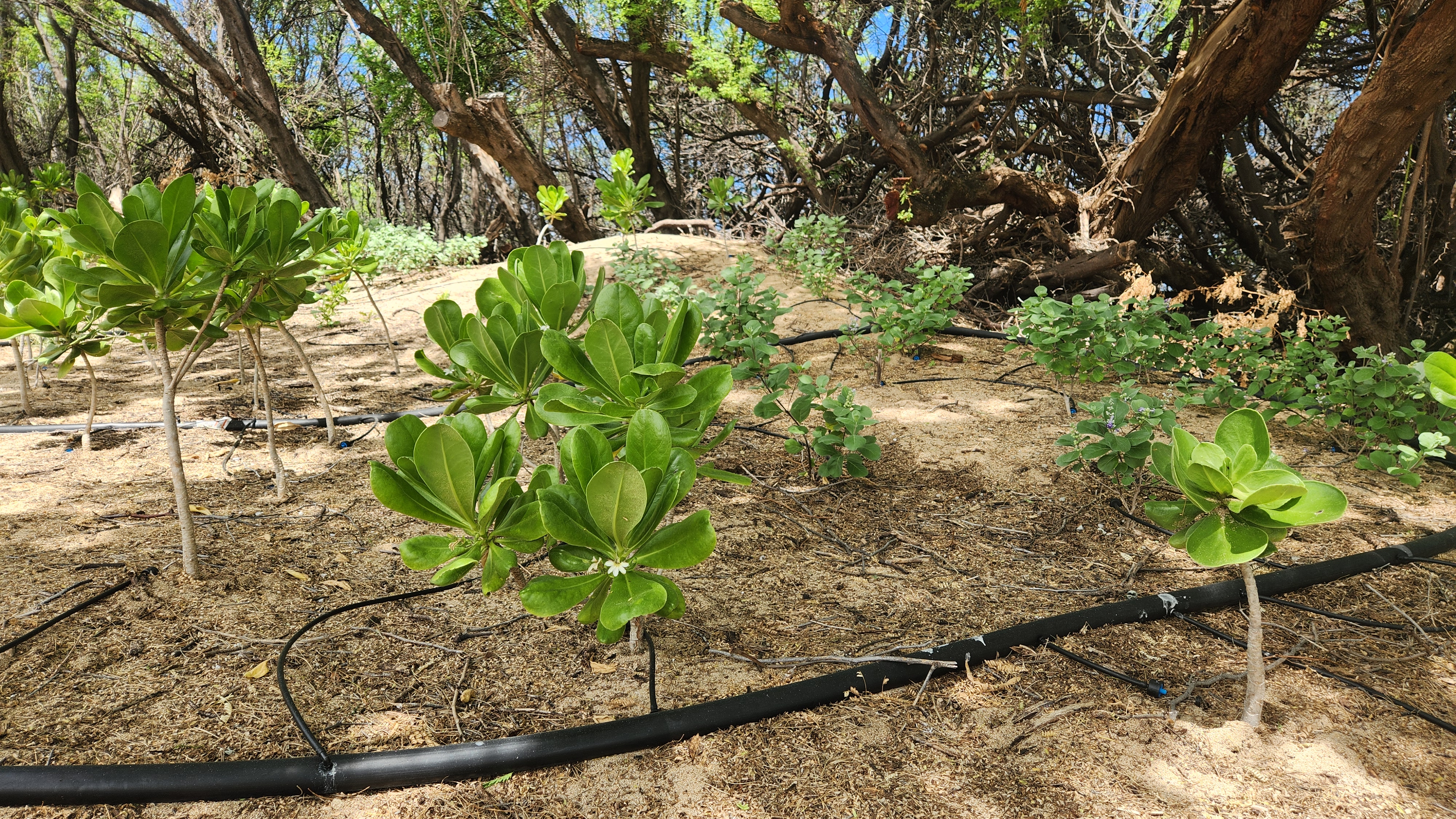 Among other native vegetation, hundreds of naupaka plants were planted by the PMRF project team.